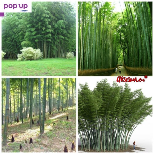 100 броя редки бамбукови семена зелен бамбук Moso-Bamboo мосо бамбо растение декорация за градината