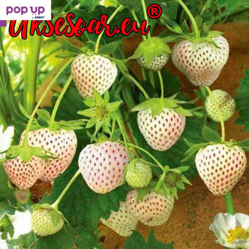 200 семена от плод бяла ягода органични плодови бели ягодови семена от вкусни ягоди отлични плодове