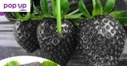 200 семена от плод черна ягода черни ягоди органични плодови семена от вкусни ягоди отлични плодове