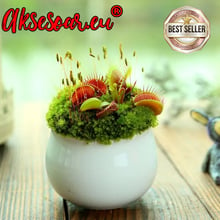 100 семена Венерина мухоловка Dionaea muscipula Мухоловка Бонсай месоядно растение яде насекоми