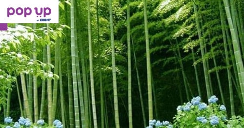 100 Семена от бамбук Moso-Bamboo рядко срещано растение за декорация на вашата градина мосо бамбо