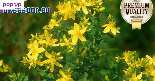 Висококачествени семена от жълт кантарион 2000 бр. семена билка