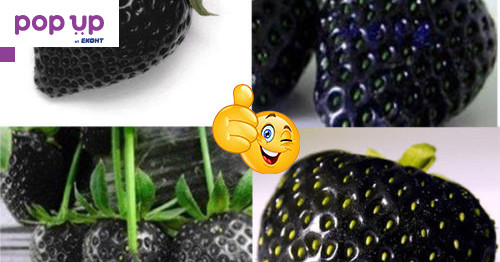 200 семена от плод черна ягода черни ягоди органични плодови семена от вкусни ягоди отлични плодове