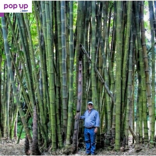 100 броя бамбукови семена от декоративен бамбук Moso Bamboo зелен МОСО БАМБО