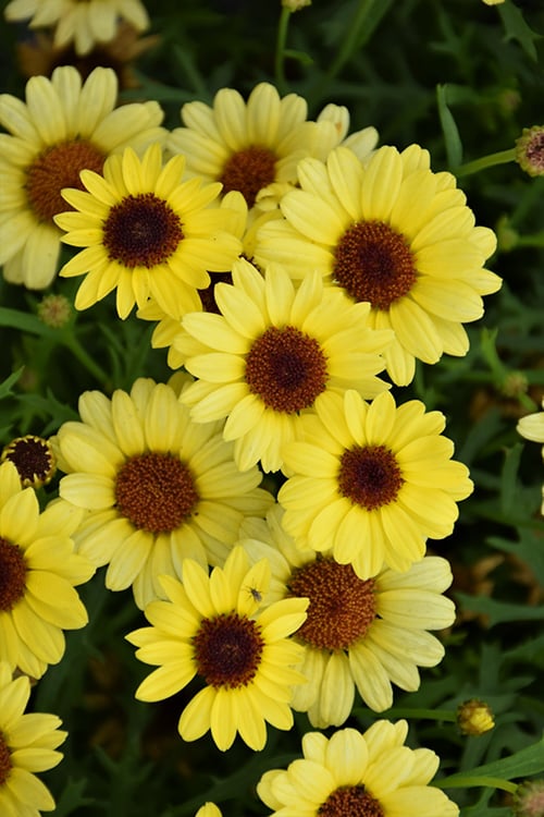Argiranthemum Bright Yellow (Аргирантемум)