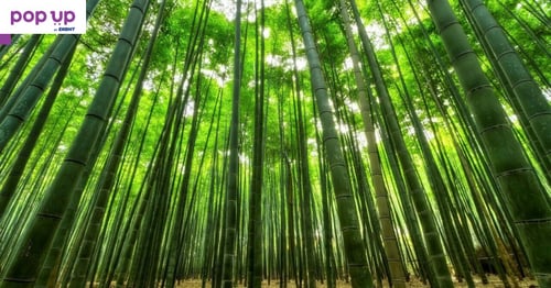 100 броя бамбукови семена от декоративен бамбук Moso Bamboo зелен МОСО БАМБО