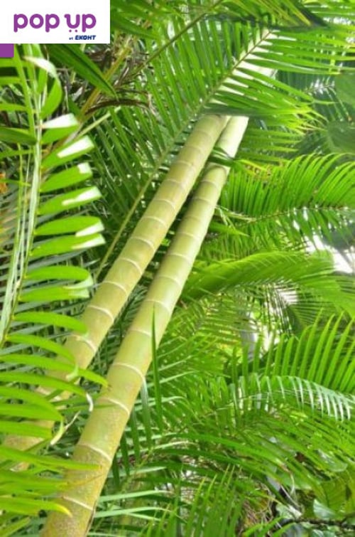 100 Семена от бамбук Moso-Bamboo рядко срещано растение за декорация на вашата градина мосо бамбо