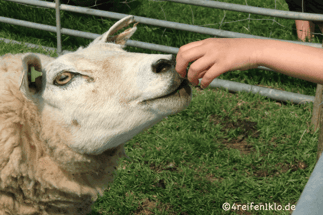 texel-schafe-fuettern