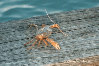 texel-krabbe-rettung