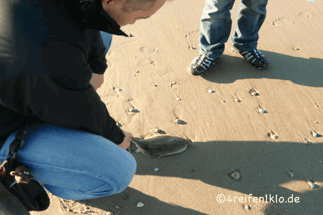 texel-meer-strand-fisch