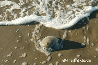 texel-meer-qualle