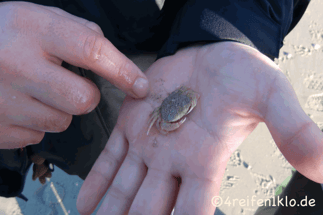 texel-krabbe-strand