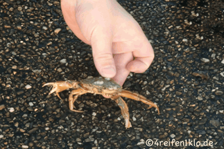 texel-krabbe-oudeschild