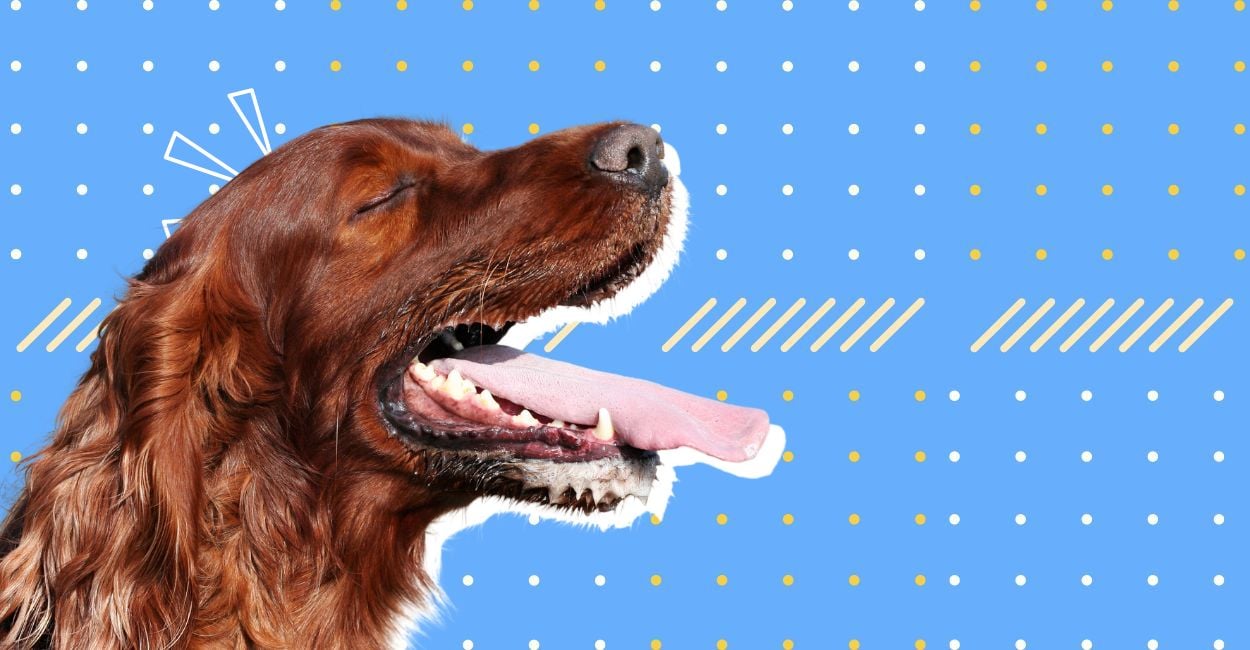 Classical Conditioning & How It Works (With Real Examples)