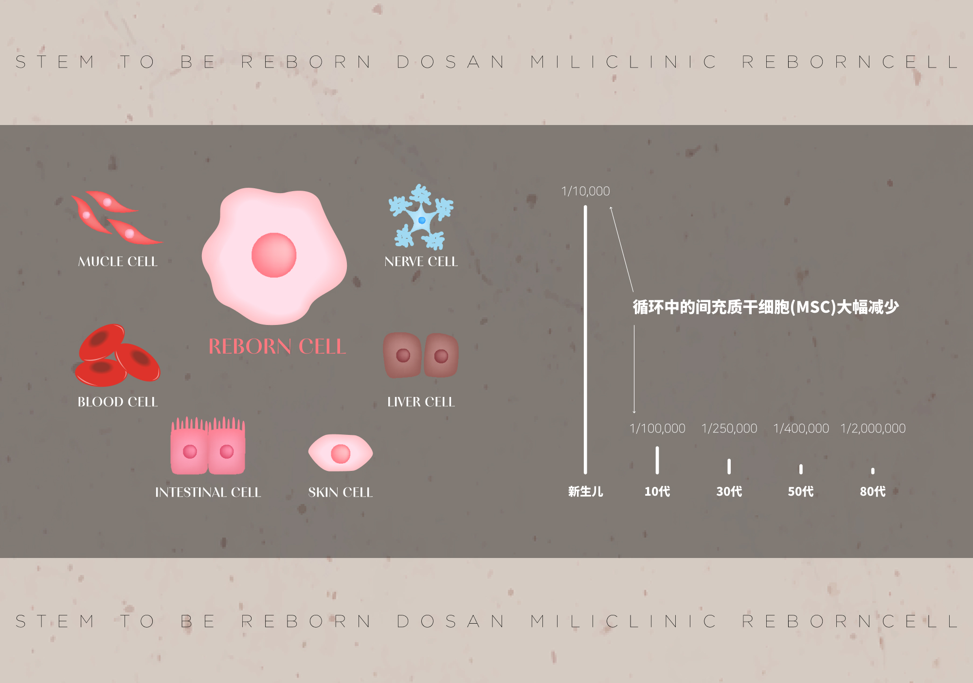 干细胞功能的下降已被证实是衰老过程的关键因素。