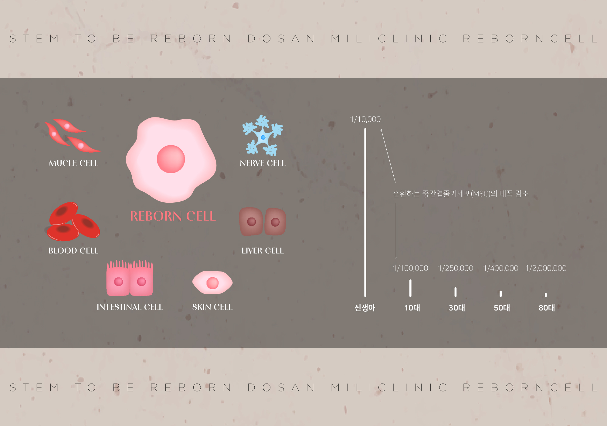 줄기세포 기능 저하가 노화 과정의 핵심 요인임이 입증되었습니다.