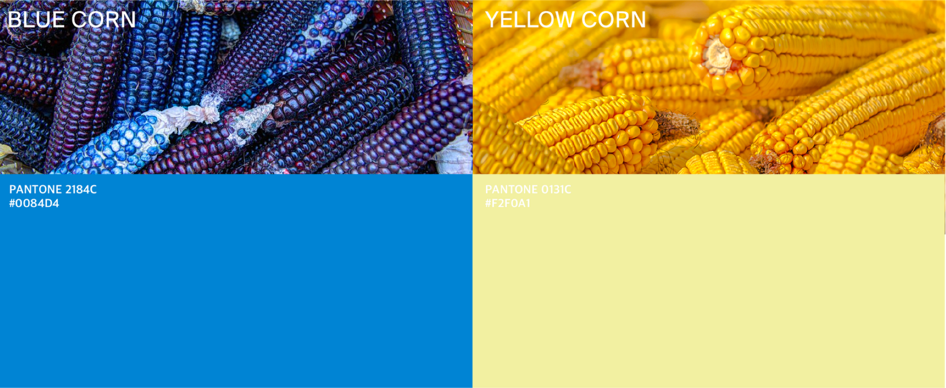 EL MOLINO
브랜드 디자인