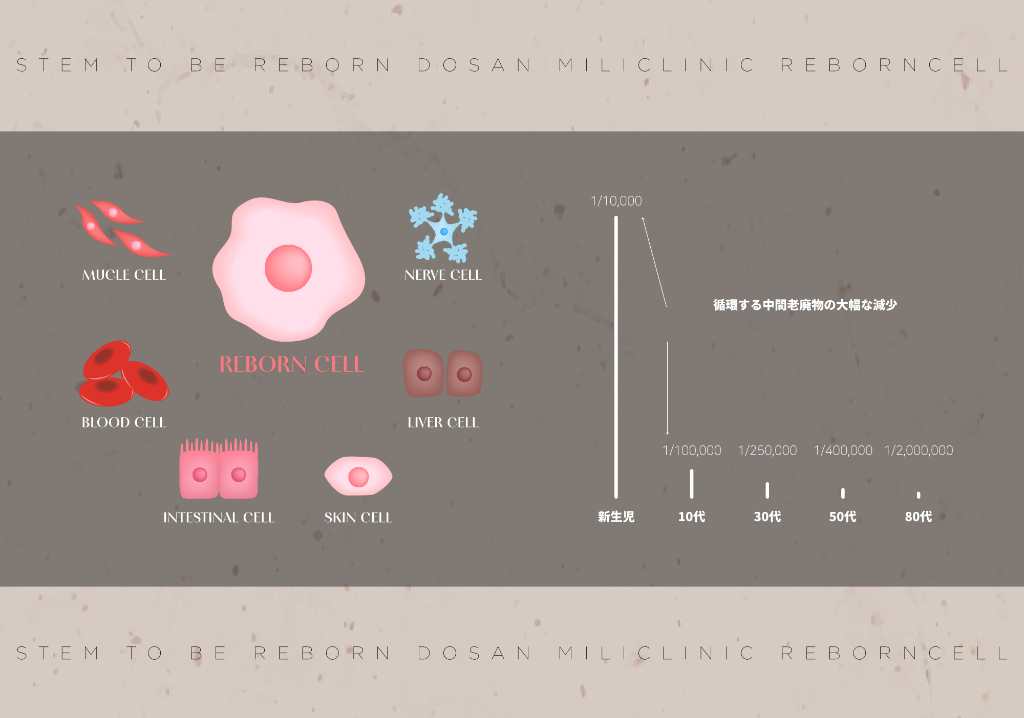 幹細胞の機能低下が老化過程の重要な要因であることが証明されています。