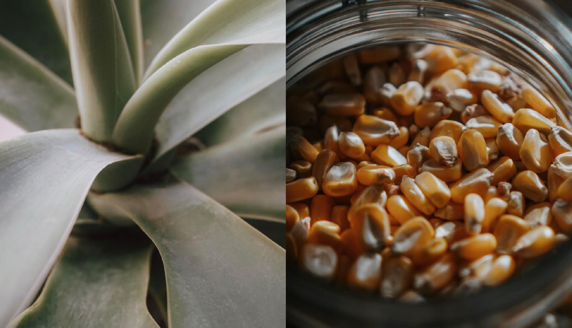 EL MOLINO
브랜드 디자인