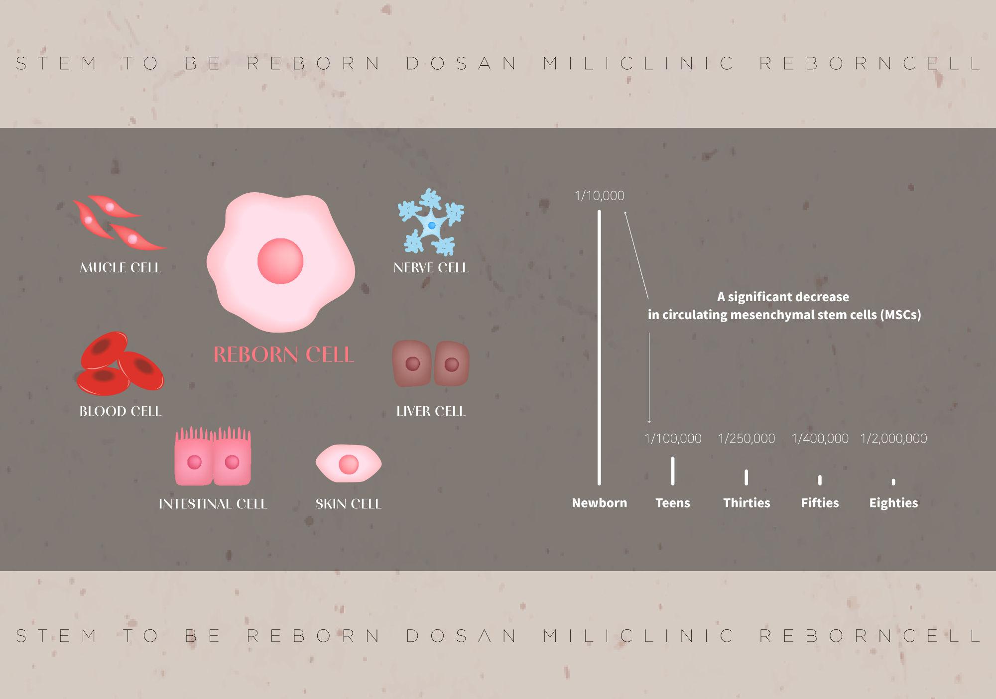 It has been proven that the decline in stem cell function is a key factor in the aging process.