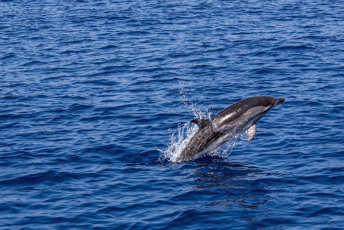 Dolphin watching tour