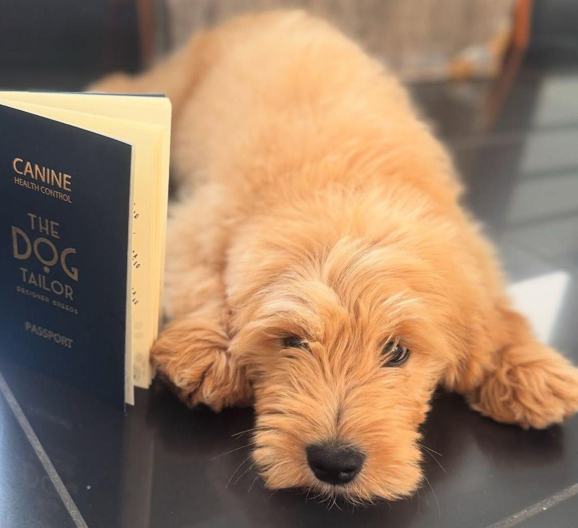 Goldendoodle foto1