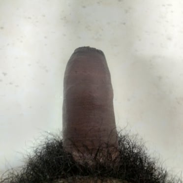 A beautiful, thick, dark-skinned dick emerges from a full bush of pubic hair.