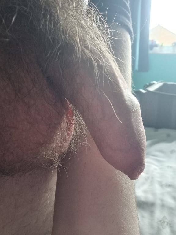 Close-up pic of a thick, hairy cock and balls ready for action.