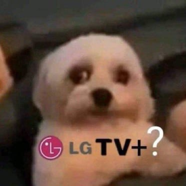 Confused looking white dog with "LG TV+?" text, maybe in search for some hot amateur cock pics.
