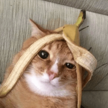 A cute orange tabby cat with a banana peel on its head, pic.