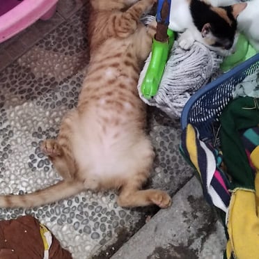 This sweet Indonesian tomcat is looking for a hot daddy for some fun.