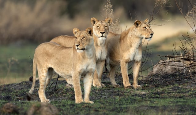 Serengeti Safari, East Africa