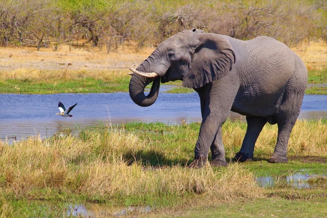 Okavango Delta Water Safari, Botswana - photo 1