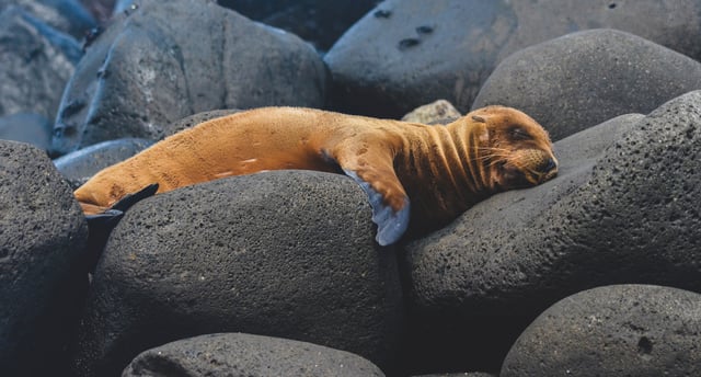Galápagos, Where Darwin Walked, Galápagos Islands