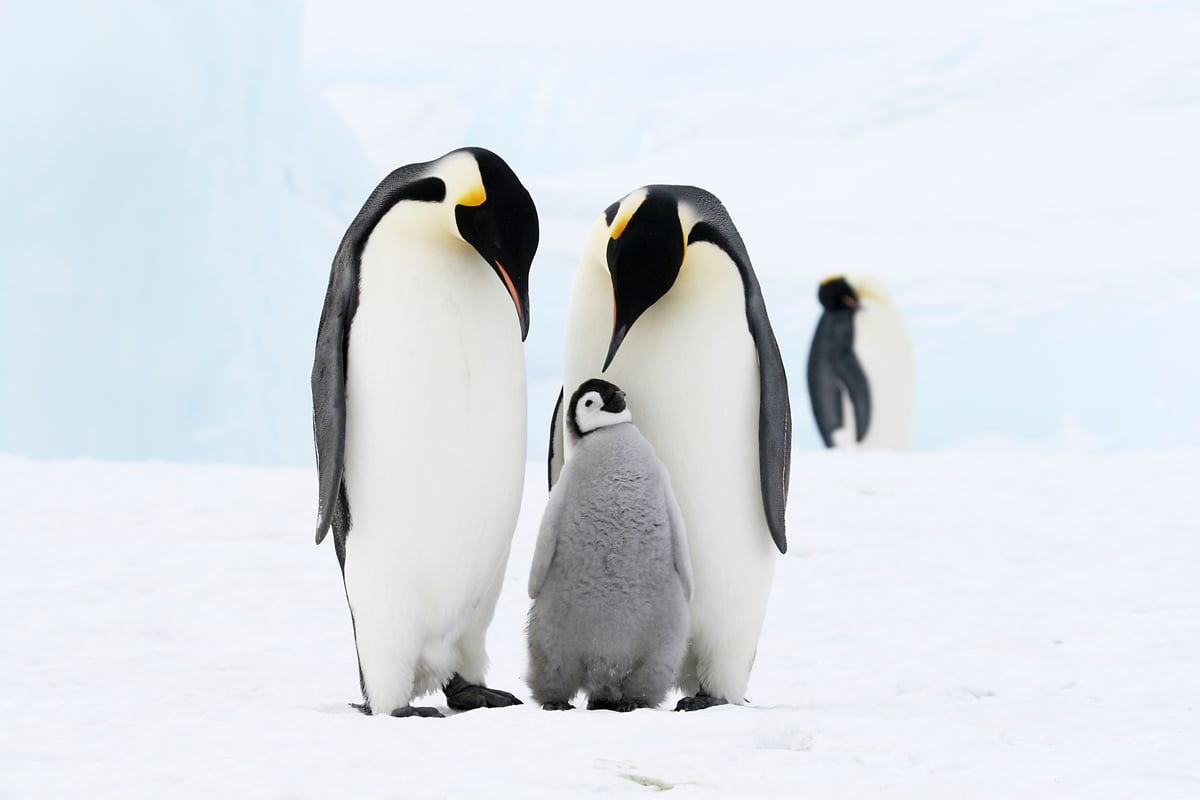 Antarctica, Edge of the World, Antarctica