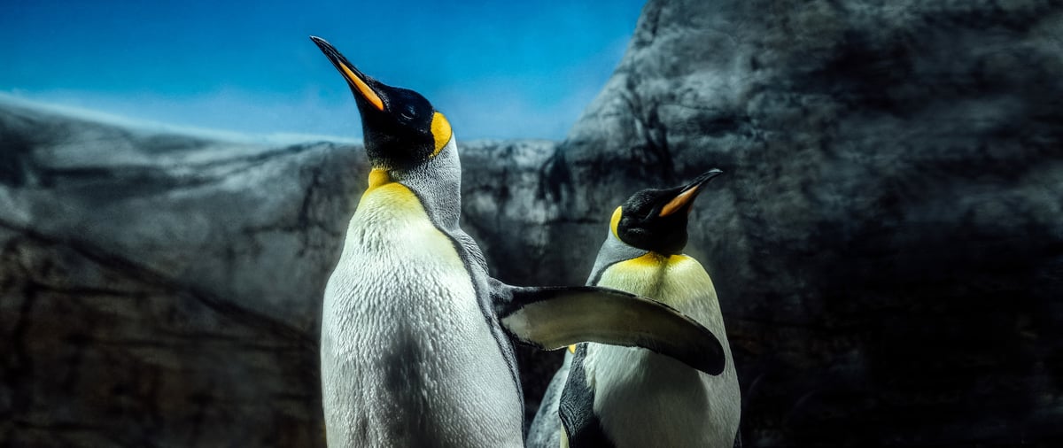 Antarctica, Edge of the World, Antarctica