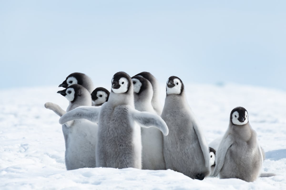 Antarctica, Edge of the World, Antarctica