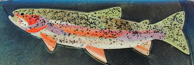 Rainbow Trout