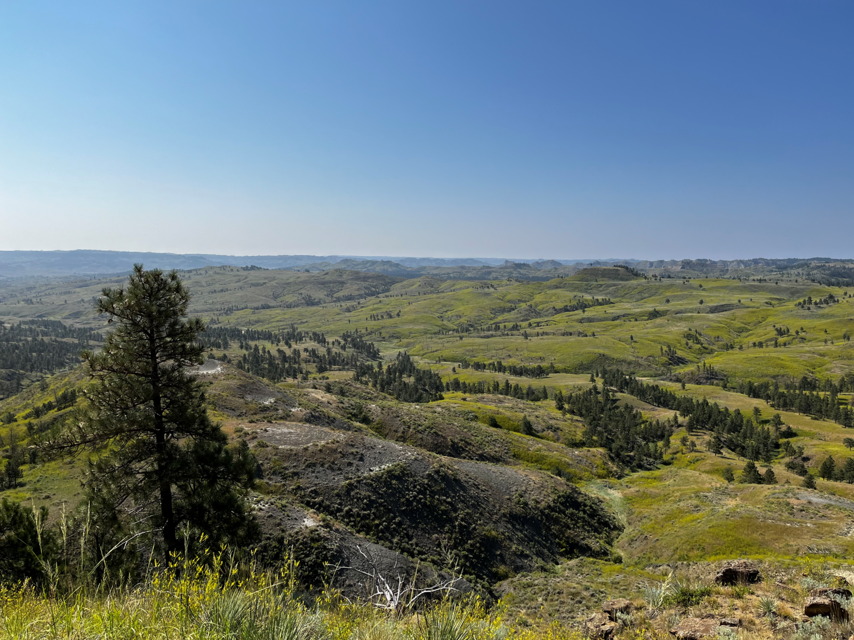 BLM Conifer Treatment Tour