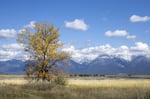 Montana landscape