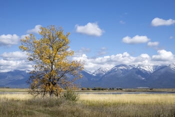 Montana landscape