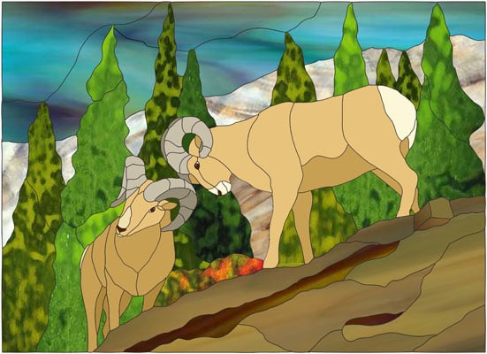 Fighting Big Horn Sheep