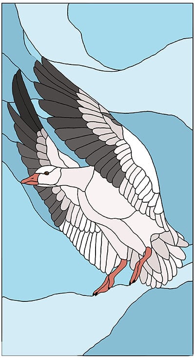 Snow Goose