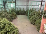 Christmas Tree1