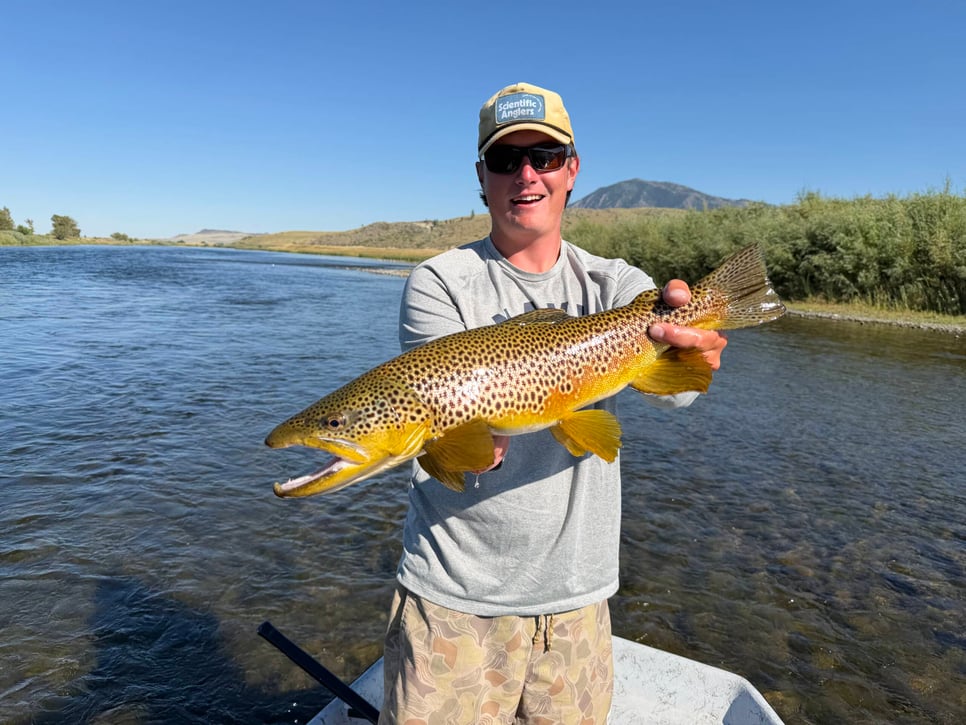 September Brown Trout