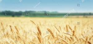 stock-photo-yellow-grain-ready-for-harvest-growing-in-a-farm-field-133160045