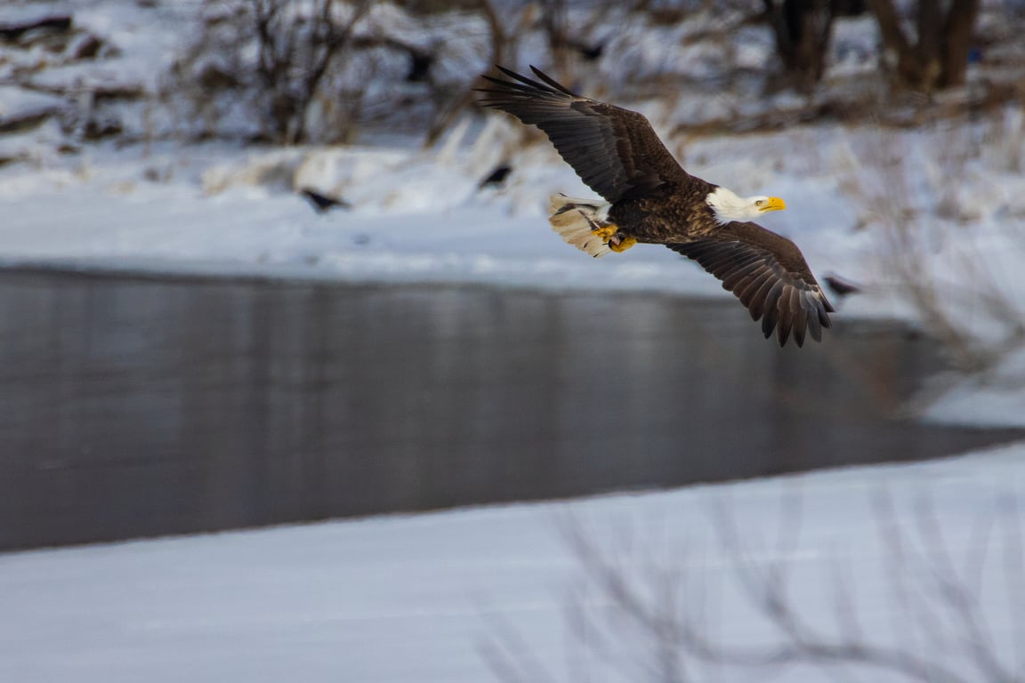 Bald eagle flying low over Coeur d"Alene Lake