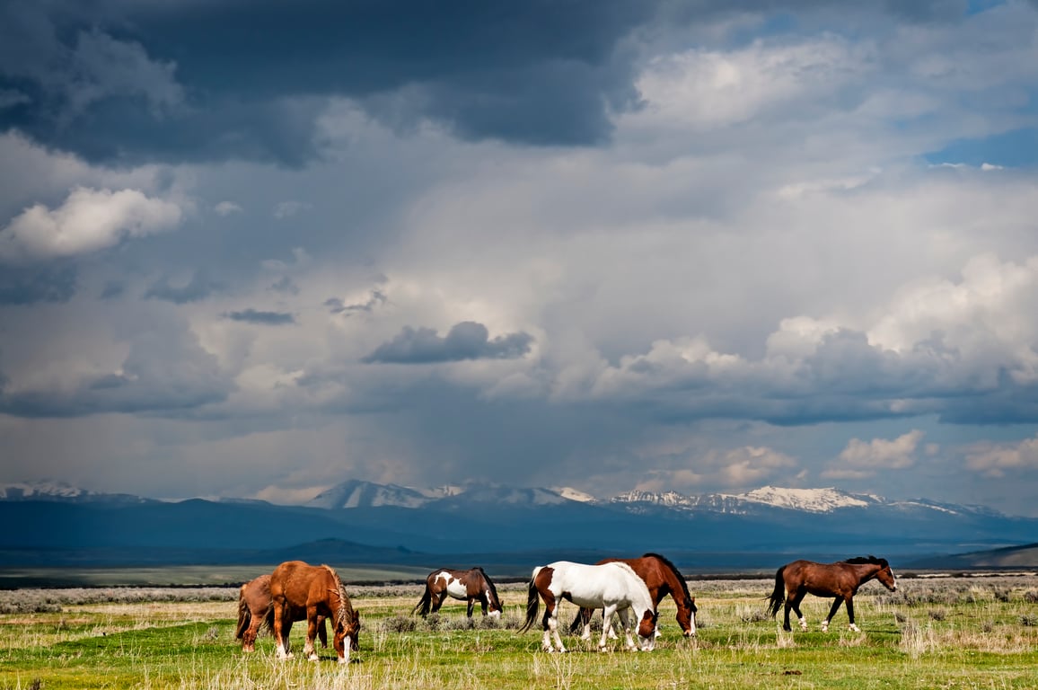 Horses graze in the meadow with a storm brewing