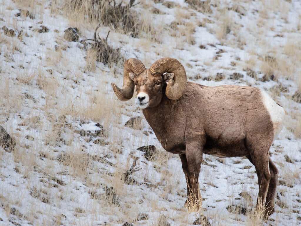 Bighorn ram on a hillside in early winter