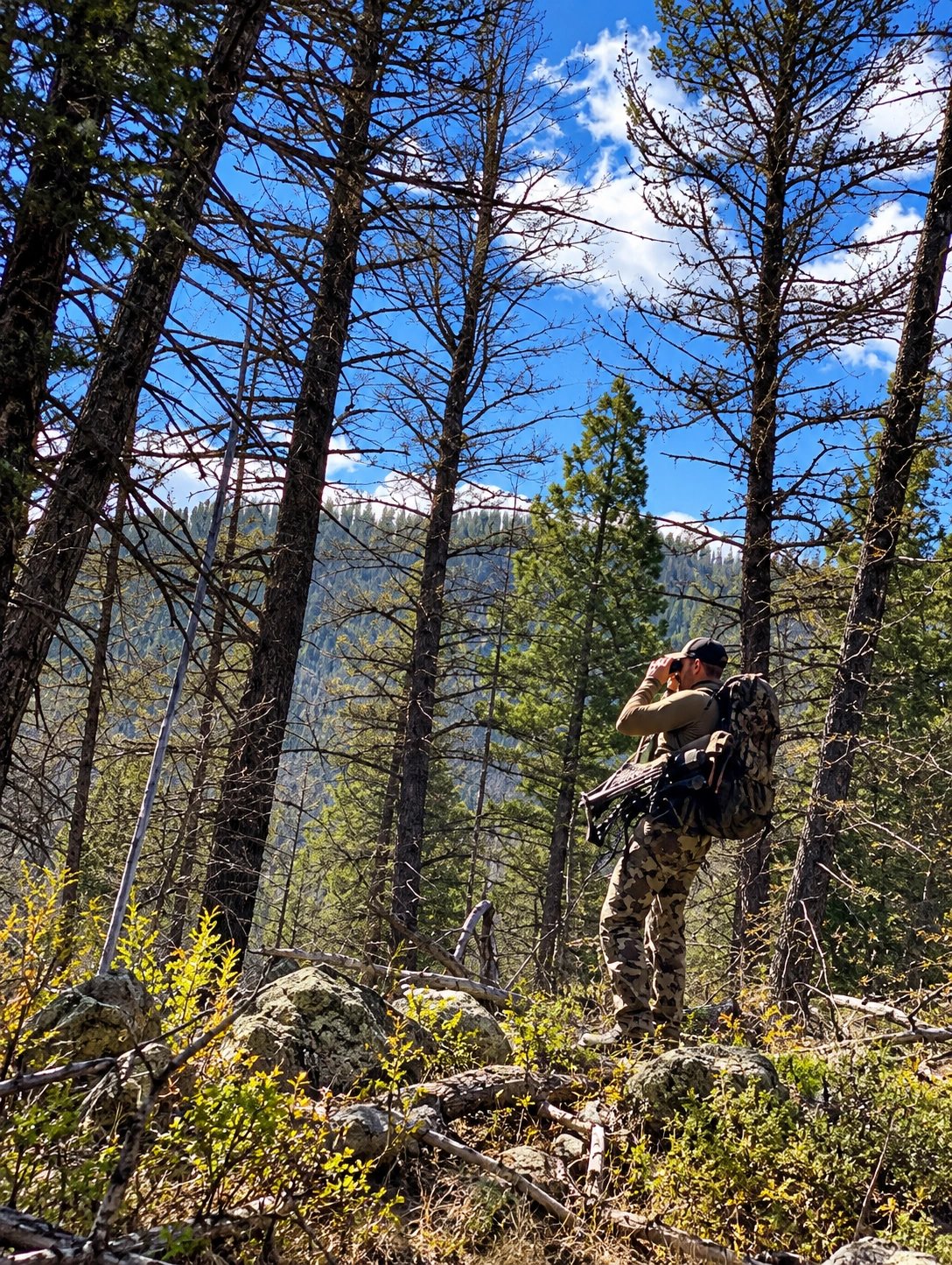 A hunter looking through binoculars in the pine forest